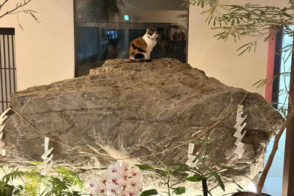 みっき〜散歩㉛　パワースポット？変な石🪨だらけの七沢荘！　あなたならどんな名前をつけますか？(๑˃̵ᴗ˂̵)
