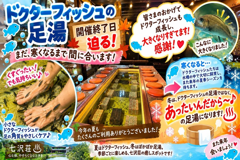 寂しいな・・・夏季限定ドクターフィッシュの足湯開催終了迫る🐡